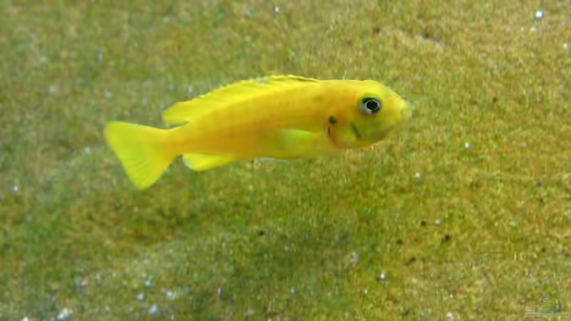 tragendes saulaosi-Weib  von Debby & Daniel (22)