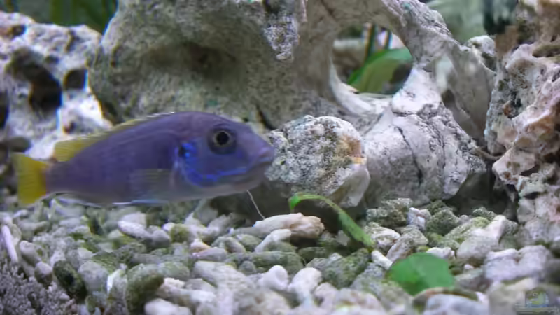 tragendes Weibchen Pseudotropheus acei von Kleenerfisch (7)