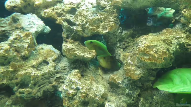 tragendes Yellow Weibchen von Kaspian (22)