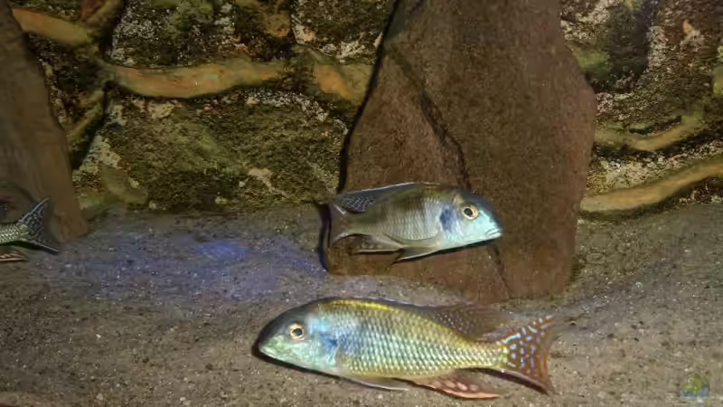 Tramitichromis cf. lituris Licht aus nur mit Blitz erst heute eingesetzt von Malawi und Diskus Fan (7)