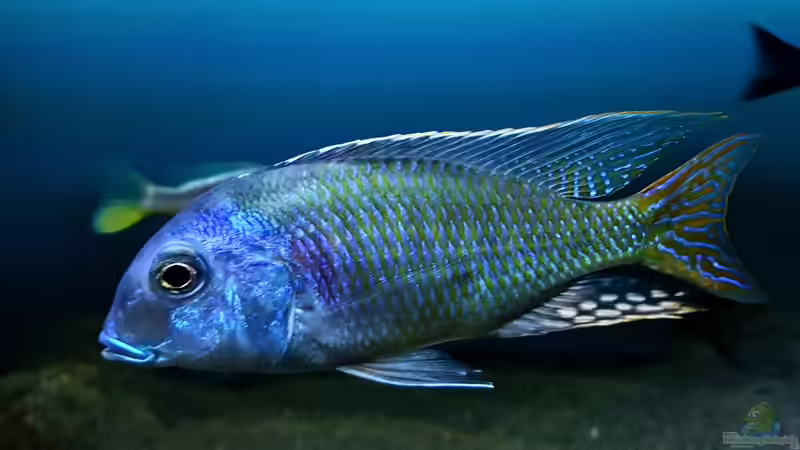 Tramitichromis lituris Mdoka von Limited (22)