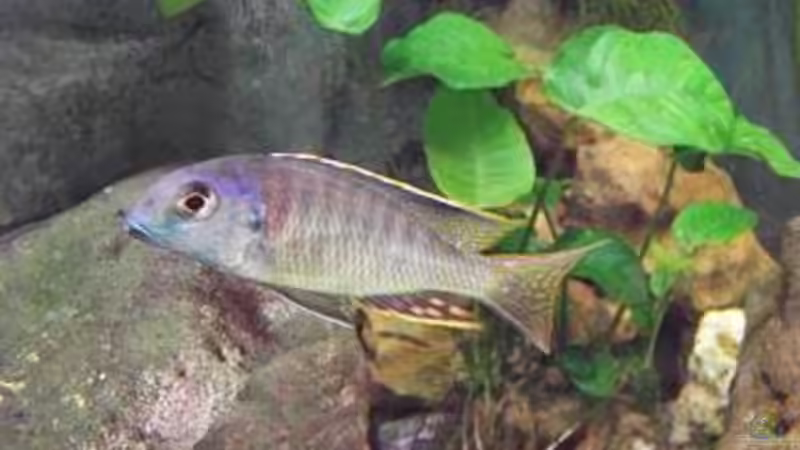 Tramitichromis Lituris Tansania Bock von tobschen (7)