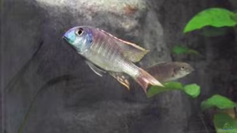 Aquarien mit Tramitichromis lituris