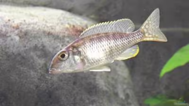 Tramitichromis Lituris Tansania Weibchen von tobschen (8)