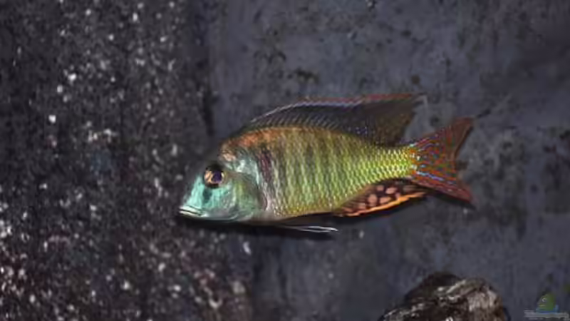 Tramitichromis Mann in Balzfärbung  von tobschen (11)