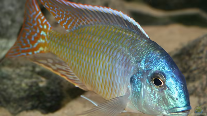 Tramitichromis Red Flush von Malte (11)