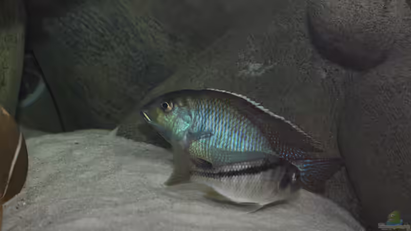 Tramitichromis sp. Chirwa WF von Klaus Lischka (47)