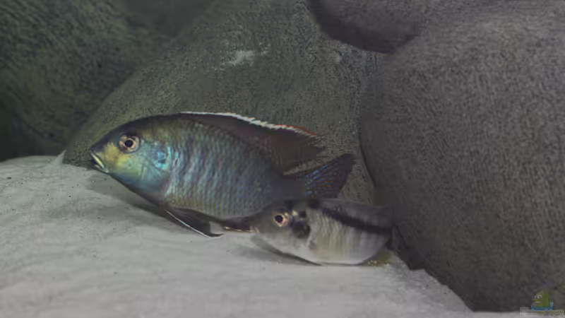 Tramitichromis sp. chirwa im Aquarium halten (Einrichtungsbeispiele für Tramitichromis sp. chirwa)