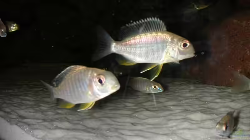 Tramitichromis spec. ´orange top´ Lumbira  von Lars Joergens (9)