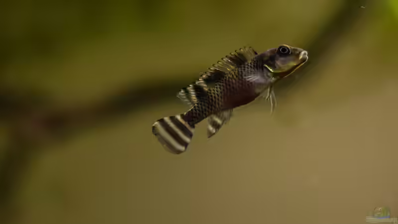 Transvestitenbuntbarschweibchen von fischgarage (3)