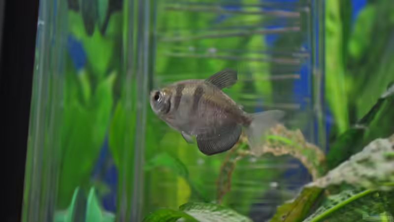 Trauermantel von Salmlerdream (33)