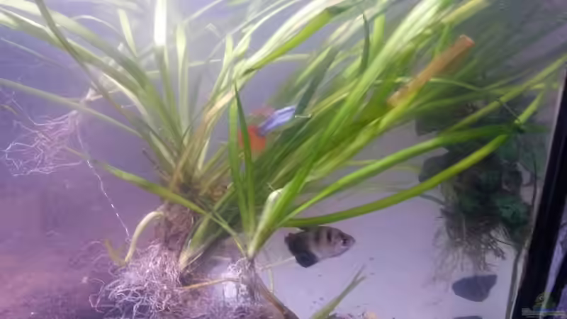 trauermantelsalmer  von Ceylon (86)