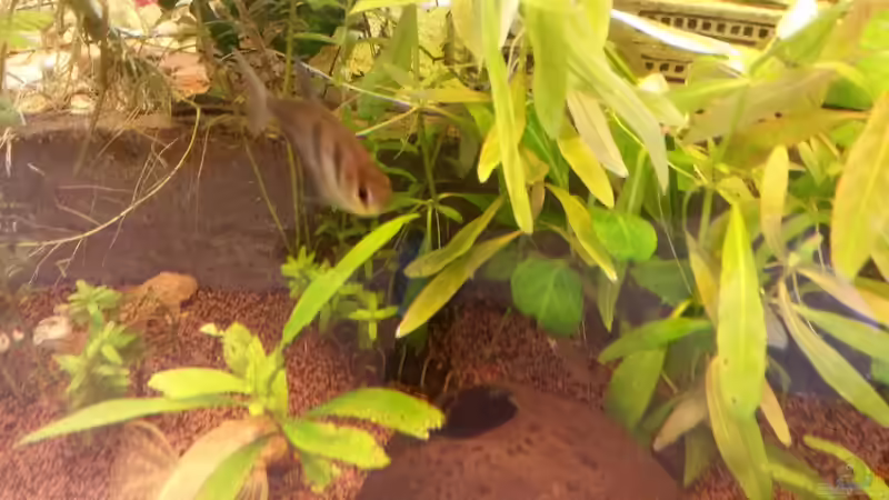 trauermantelsalmer und dornaugen  von Ceylon (88)