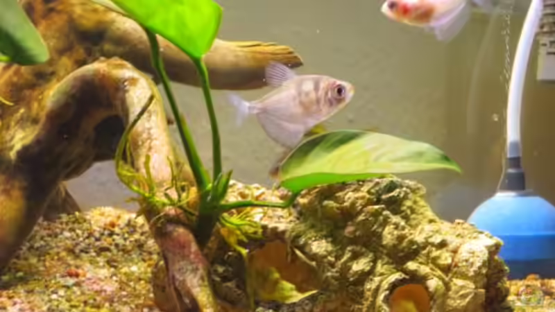 Trauermantelsalmer von Ejela (7)