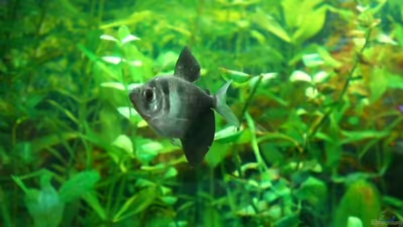 Trauermantelsalmer von Oliver Kemna (29)