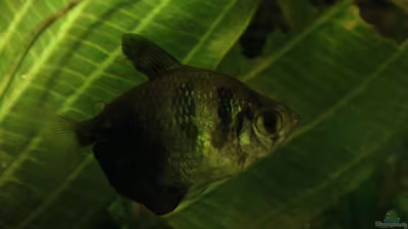 Trauermantelsalmler , Gymnocorymbus ternetzi von Fat Tony (20)