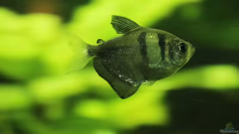 Trauermantelsalmler - Gymnocorymbus ternetzi von Kurt Osterhoff (64)