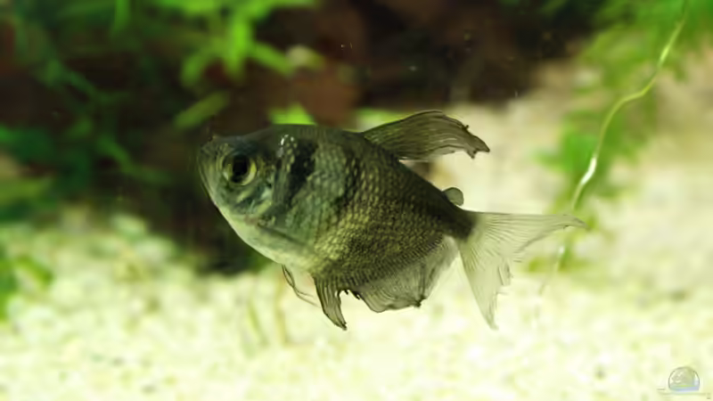 Trauermantelsalmler; Name: Herbert von Fabian Warmbader (9)