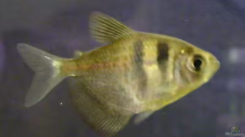 Trauermantelsalmler (6.6.2008) von Domi (32)