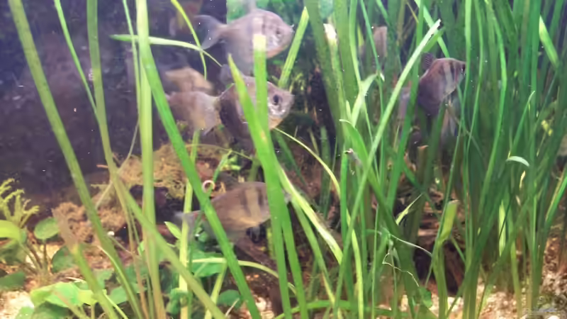 Trauermantelsalmler ca. 6,5 Jahre alt von Jens J. (31)