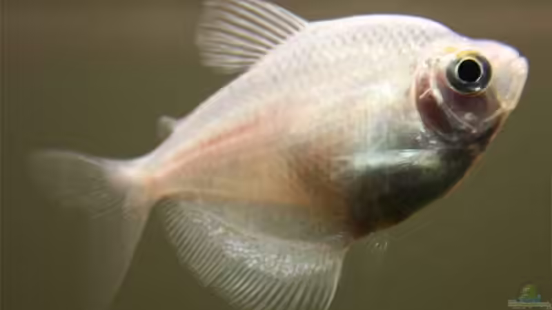 Trauermantelsalmler ´Gold´ von Lewino (12)