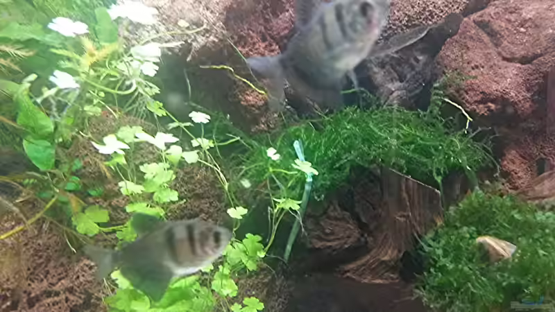 Trauermantelsalmler (Gymnocorymbus ternetzi)  von Robert&Alex (13)