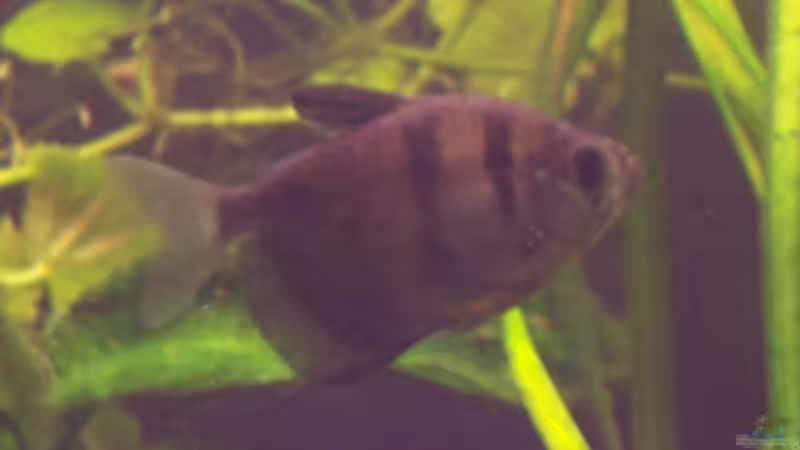 Trauermantelsalmler (Gymnocorymbus ternetzi) von Jens J. (28)