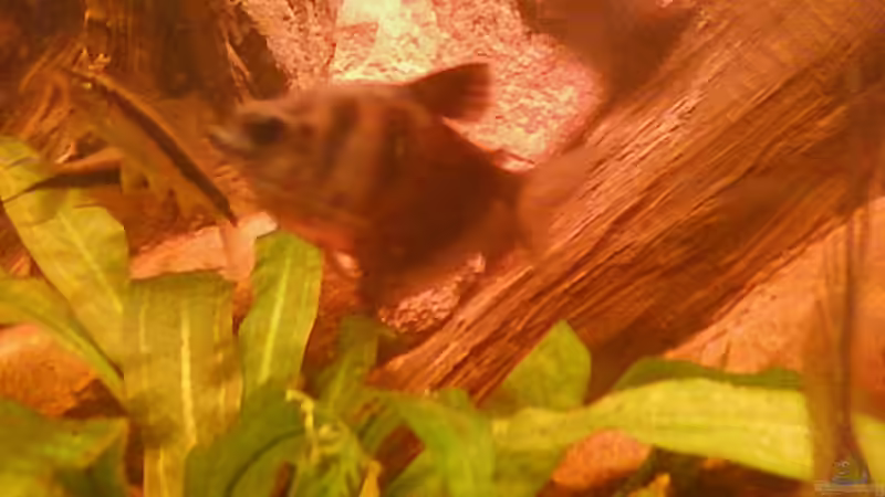 Trauermantelsalmler und Kaisersalmler von holzmichel (15)