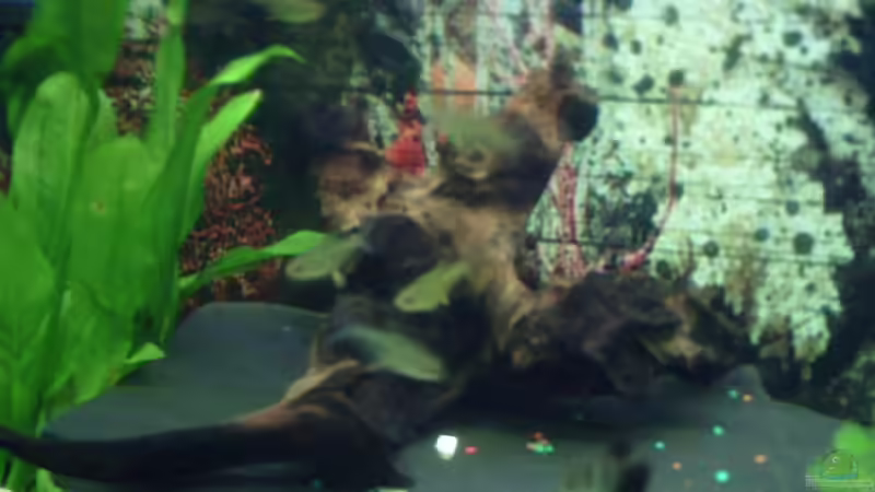 Trauermantelsalmler und Zitronensalmler von valla88 (21)