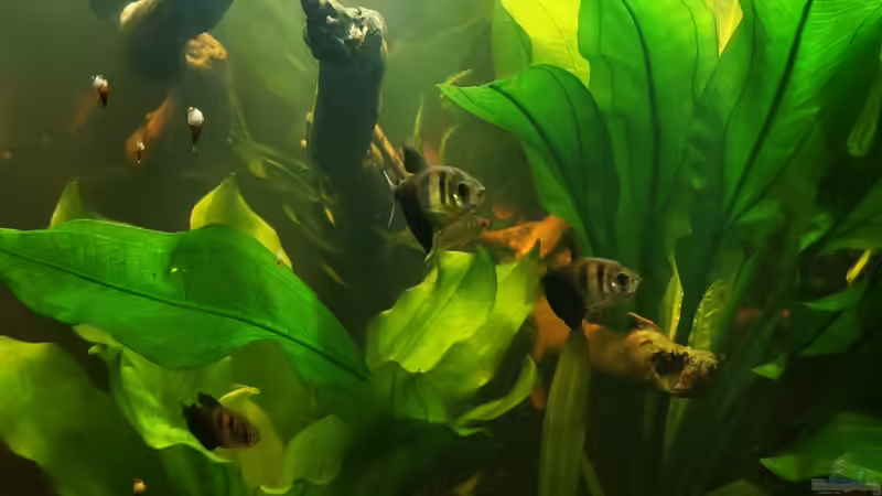 Trauermantelsalmler von 8isJulchn8 (11)