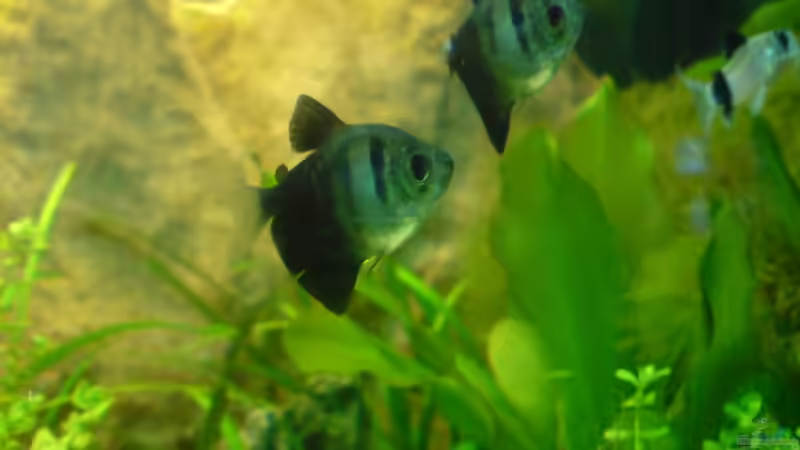 Trauermantelsalmler von Fireman (16)