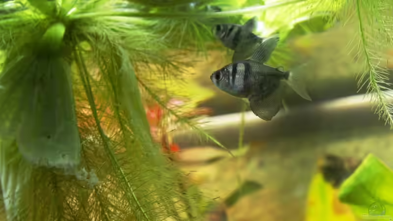 Trauermantelsalmler von Flea78 (10)