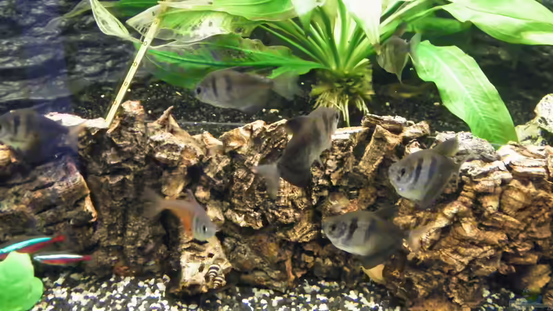 Trauermantelsalmler von loco81 (10)