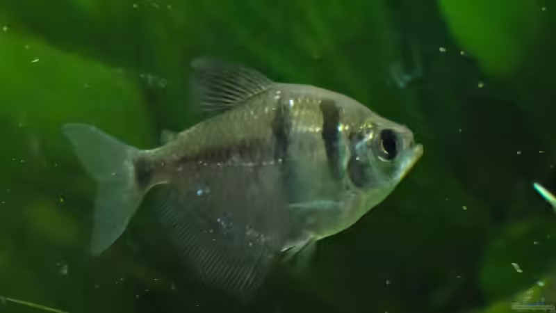 Trauermantelsalmler von mcfly (55)