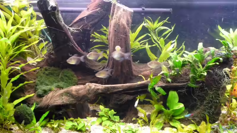 Trauermantelsalmler von Michi 82 (23)