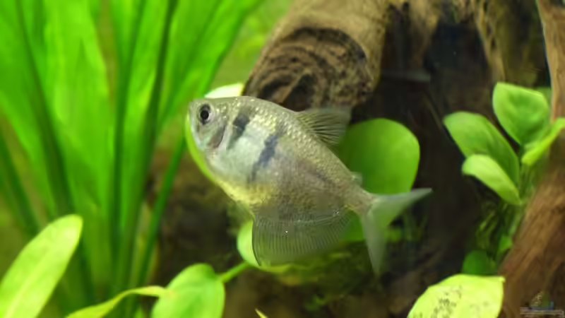 Trauermantelsalmler von Oliver Czaika (9)