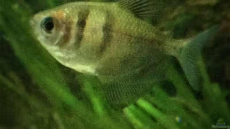 Trauermantelsalmler von parrots-of-fire.de (12)