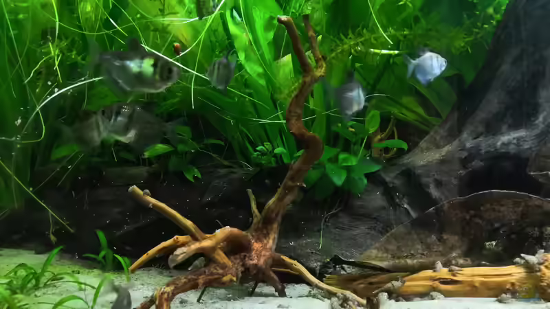 Trauermantelsalmler von Theresa Horak (6)