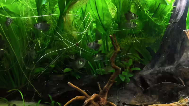 Trauermantelsalmler von Theresa Horak (8)