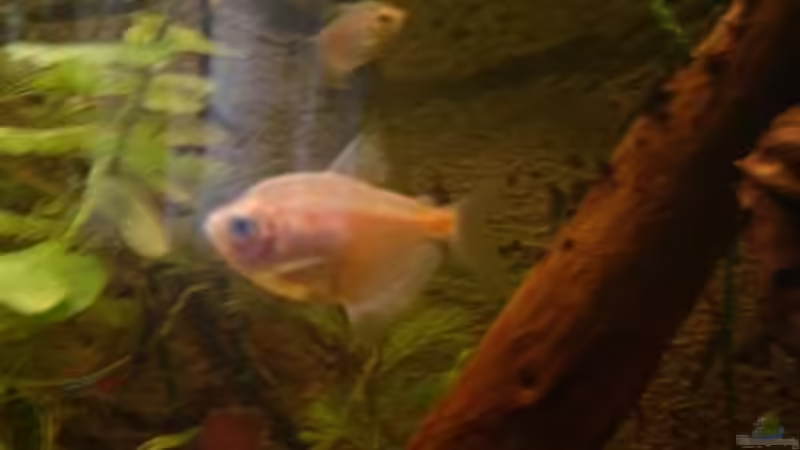 Trauermantelsalmler von Tobias Hans (16)