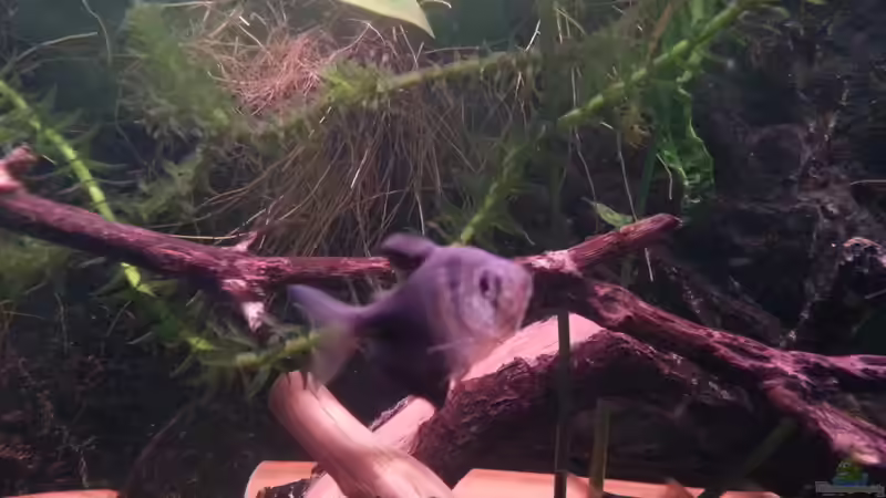 Trauermantelsalmler von Zomic (24)