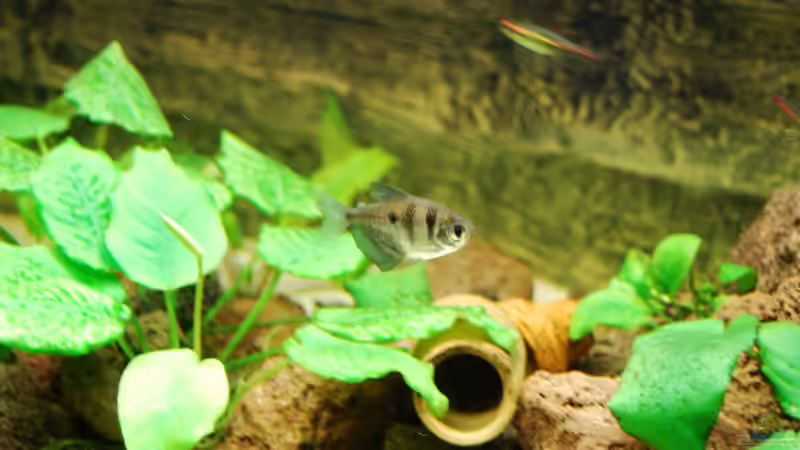 Aquarien mit Trauermantelsalmlern (Gymnocorymbus ternetzi)
