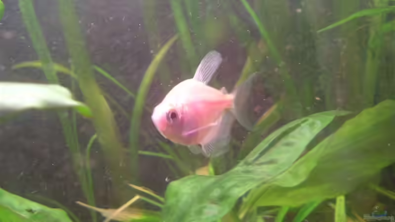 Aquarien mit Trauermantelsalmlern (Gymnocorymbus ternetzi)