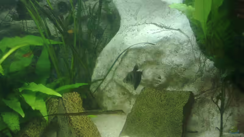 Aquarien mit Trauermantelsalmlern (Gymnocorymbus ternetzi)