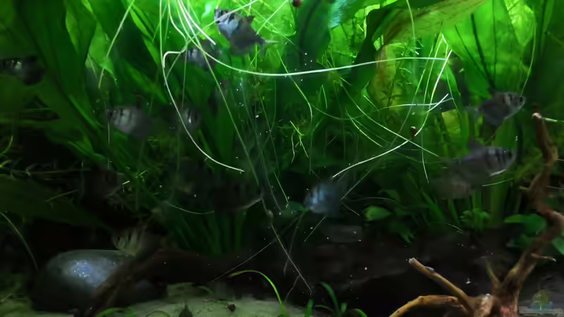 Aquarien mit Trauermantelsalmlern (Gymnocorymbus ternetzi)