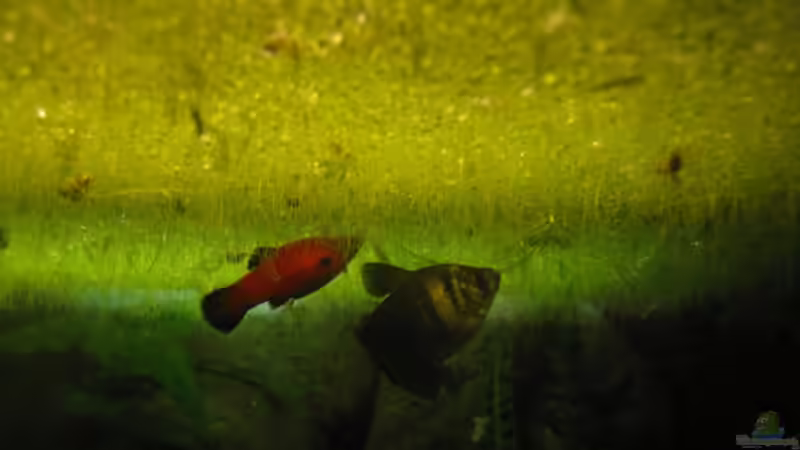 Trauermantler und Platy beim unter Wasserlinsen rumhängen von MaikH (6)