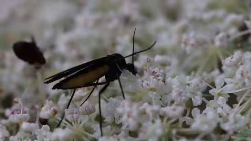 Trauermücken an Zimmerpflanzen wirksam bekämpfen
