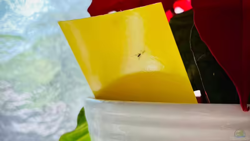 Trauermücken an Zimmerpflanzen wirksam bekämpfen