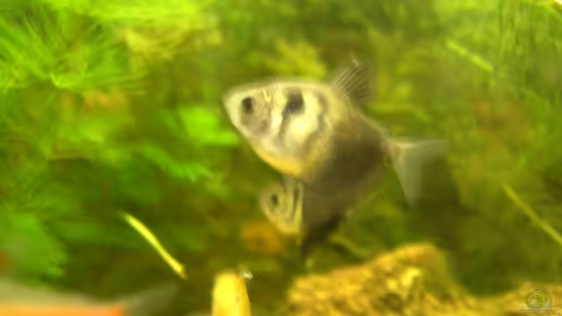 Trauerschwanzsalmler von Fritz Herbel (12)