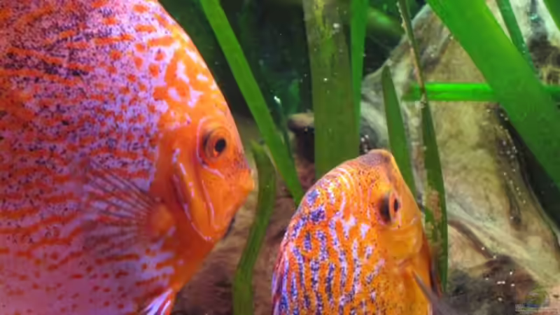 Traumpaar des Monats von Jogi (60)